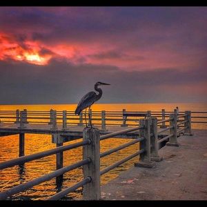 Meet your Posher, Louise